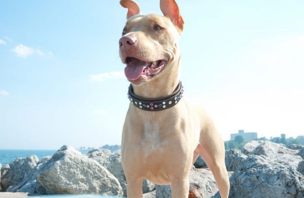 Designer Gemstone Dog Collars