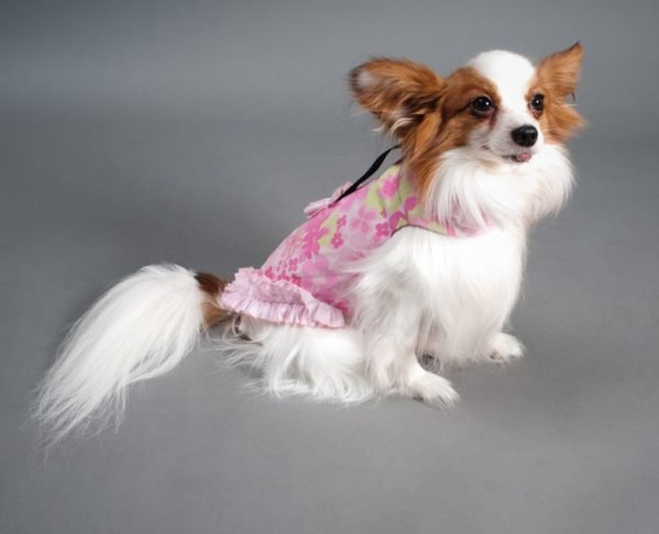 Pink Dog Short Dress Manufacturer