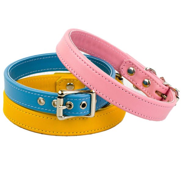 Bright Color Hunting Dog Collar With Personalized Name Plate
