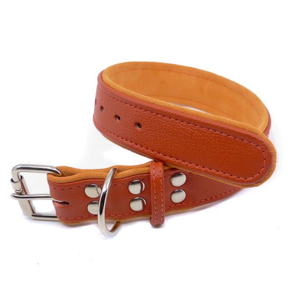 Shiny Leather Golden Brown Leather Dog Collar 2 Inch Wide