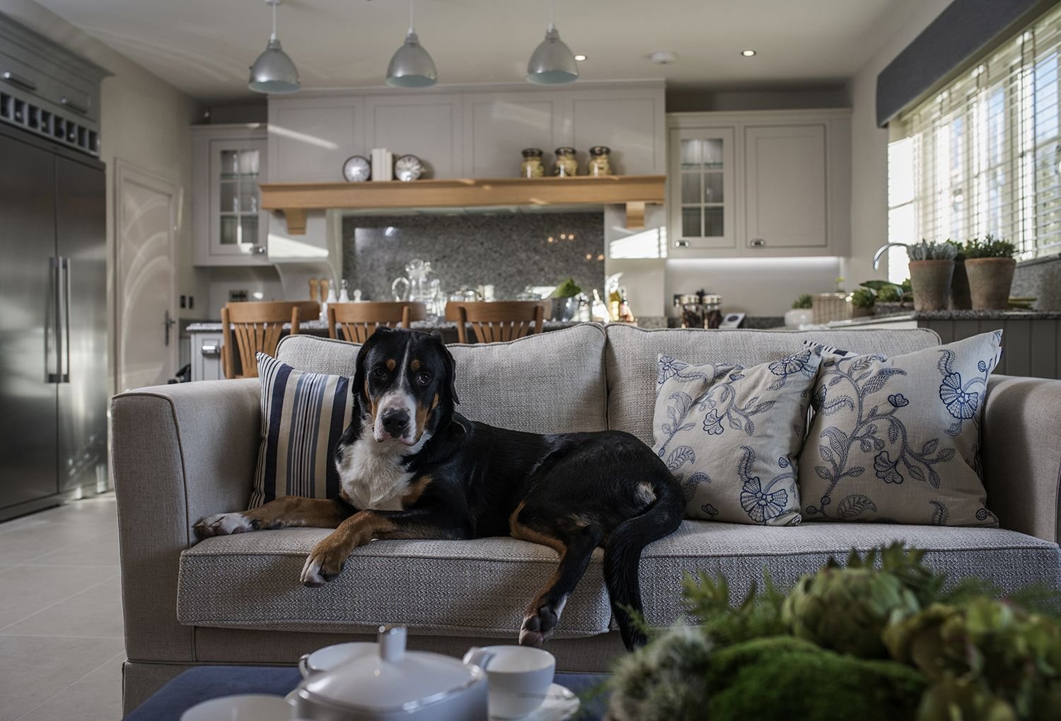 Buy Best Couches for Dog Owners