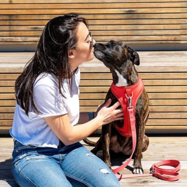 Reflective Dog Harness Manufacturer - Image 2