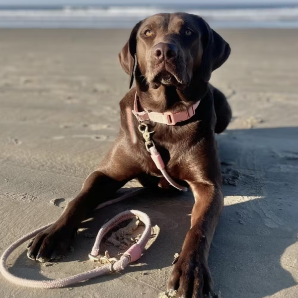 Dog Leash Customize Luxury Designers - Image 4