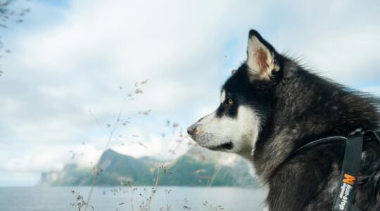 Dog Harness Manufacturer in India