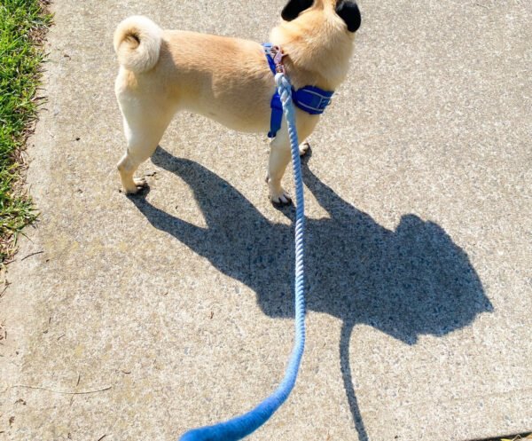 Manufacturer of Blue Rope Dog Lead Leash Rose Gold Clip - Image 2
