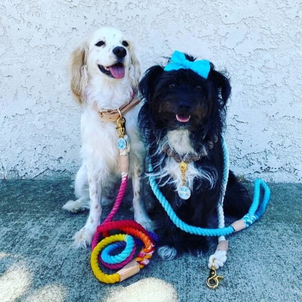 Customisable Adventure Dog Leash-Desert Recycled Climbing