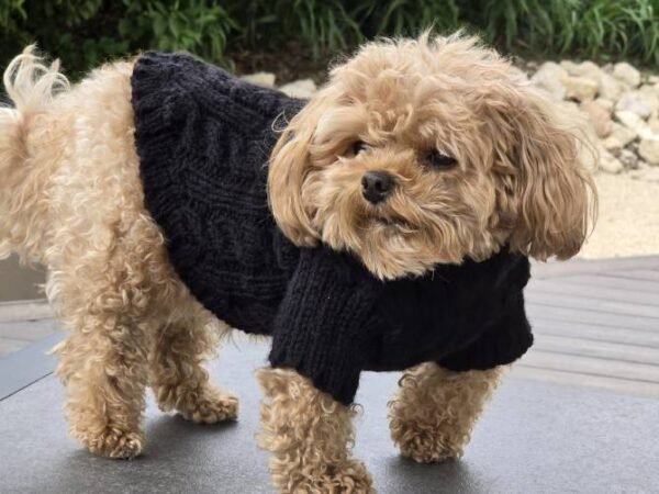 Black Dog Sweater manufacturer - Image 2