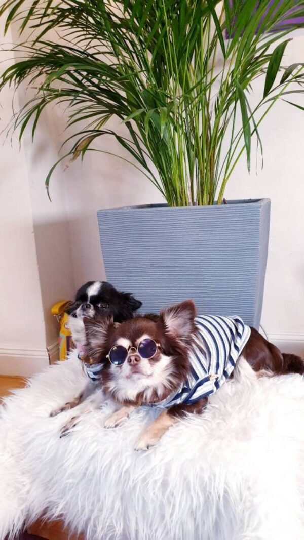 White and blue stipes dog sweaters - Image 2