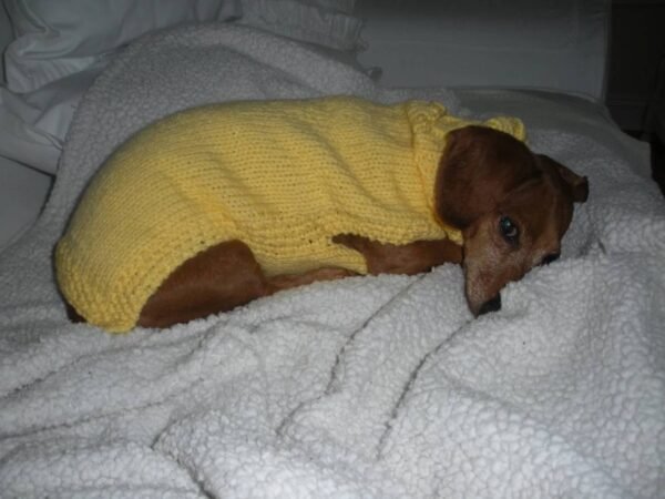 Hand-Knitted Pet Sweater Supplier