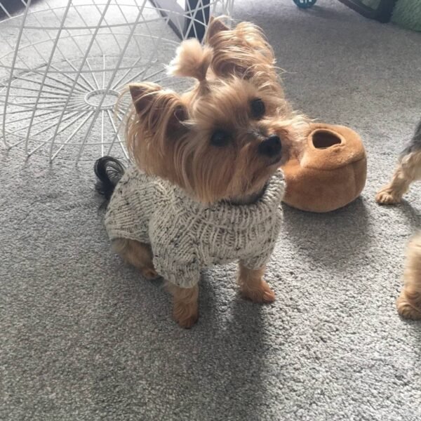 Warm winter sweater for small dogs - Image 2
