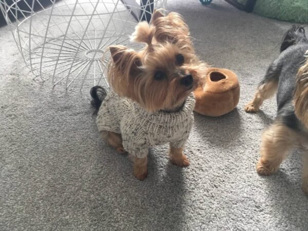 Warm winter sweater for small dogs