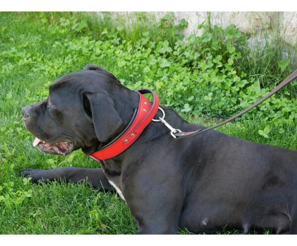 Red Leather Handle Dog Collar Wide Thick Heavy Duty Large Breed Collar