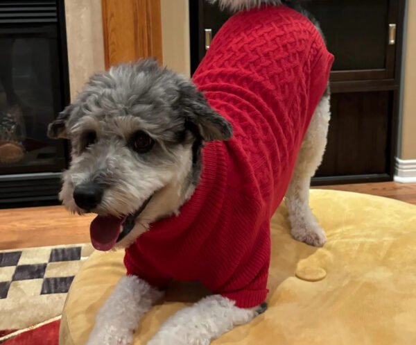 Knitted Clothes For Dogs Chihuahua Cable Knit Dog Sweater