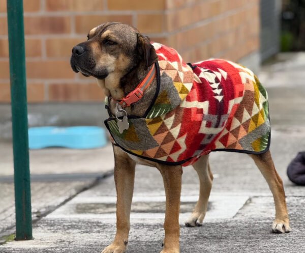 Handcrafted Dog Pawcho Water-Resistant for Small to Large Dogs
