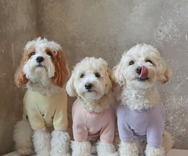 manufacturer of Cute Colourful Sweater Pet Sweater