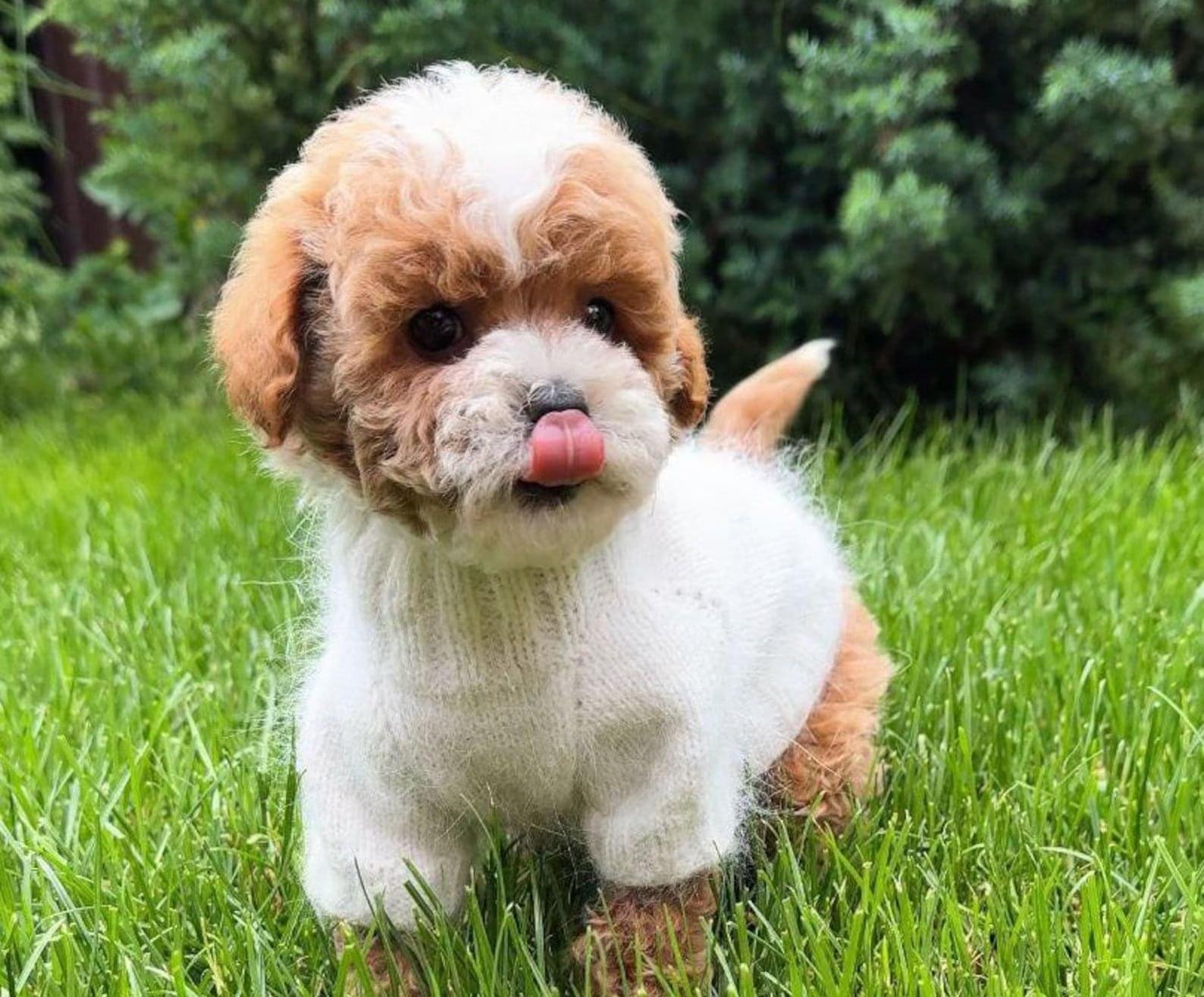 Cute Teddy Brown White Dog Plush Toy Soft Pet Chew Toys