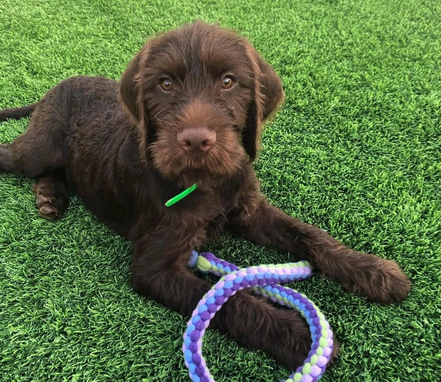 Donut Plush Dog Toy Squeaky Crinkle Treat Toy for Small Dogs